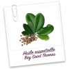Huile Essentielle de Bay Saint Thomas