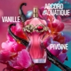 JPG-La-belle-rosea